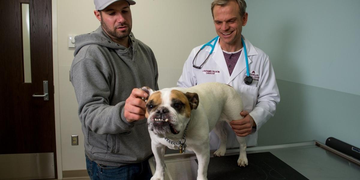 Two men stand near a bulldog on a exam table