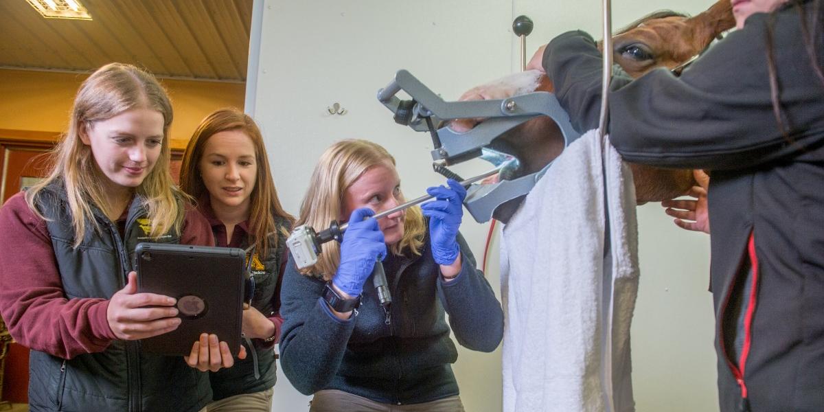 Equine veterinary staff and students perform a dental exam