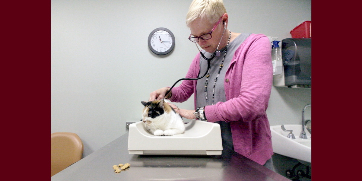 Julie Churchill examines a cat. 