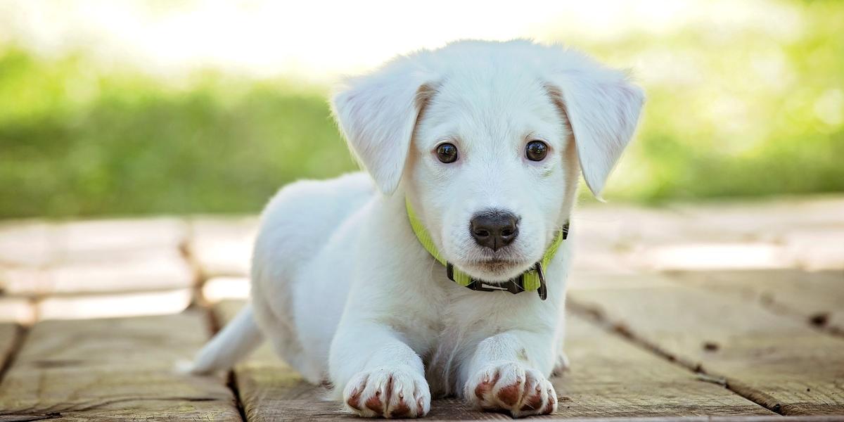 A white puppy lays on a deck