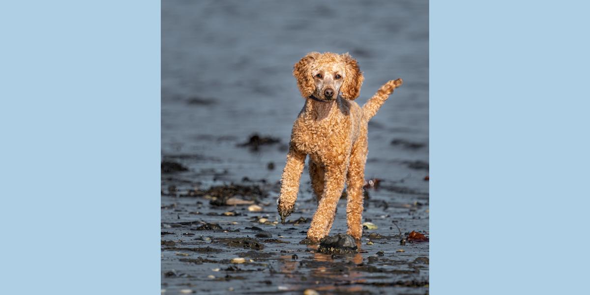 Standard poodle running on the beach