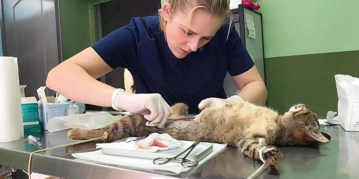 A student performs a spay procedure on a cat.