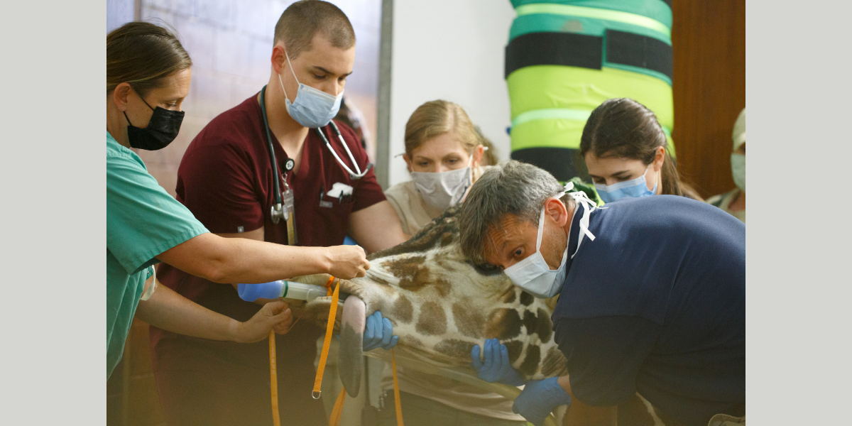 Clinicians team up to treat an injured giraffe