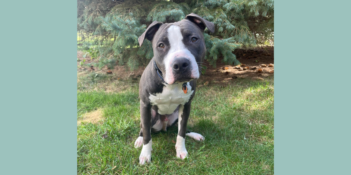 Toad the pit bull sits in front of a pine tree