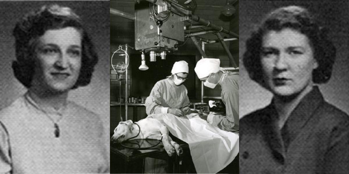 Headshots of Bee Hanlon and Joanne Schmidt O’Brien and a photo of Bee Hanlon performing an operation on a dog