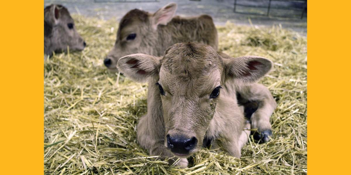 Brown calves lay in hay