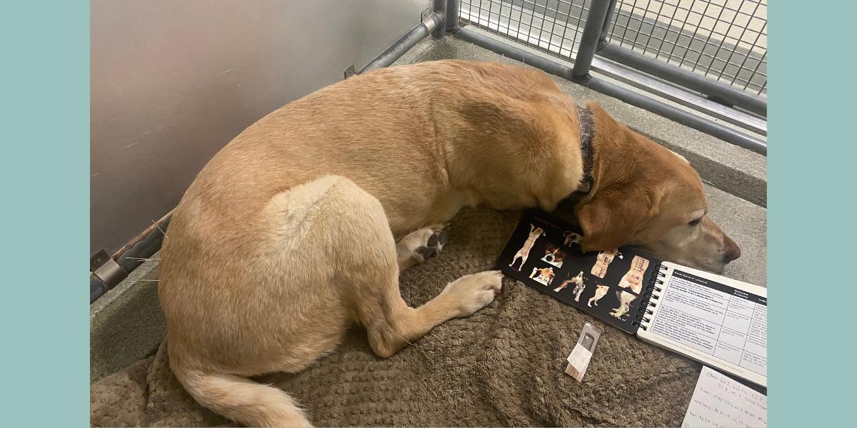 A yellow lab receives acupuncture treatment
