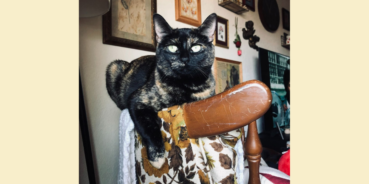 Turtle the cat sits on a chair