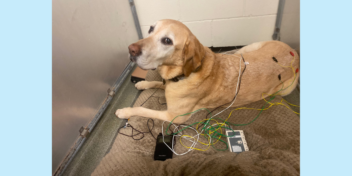 Dyson, a 12-year-old Labrador, receives acupuncture