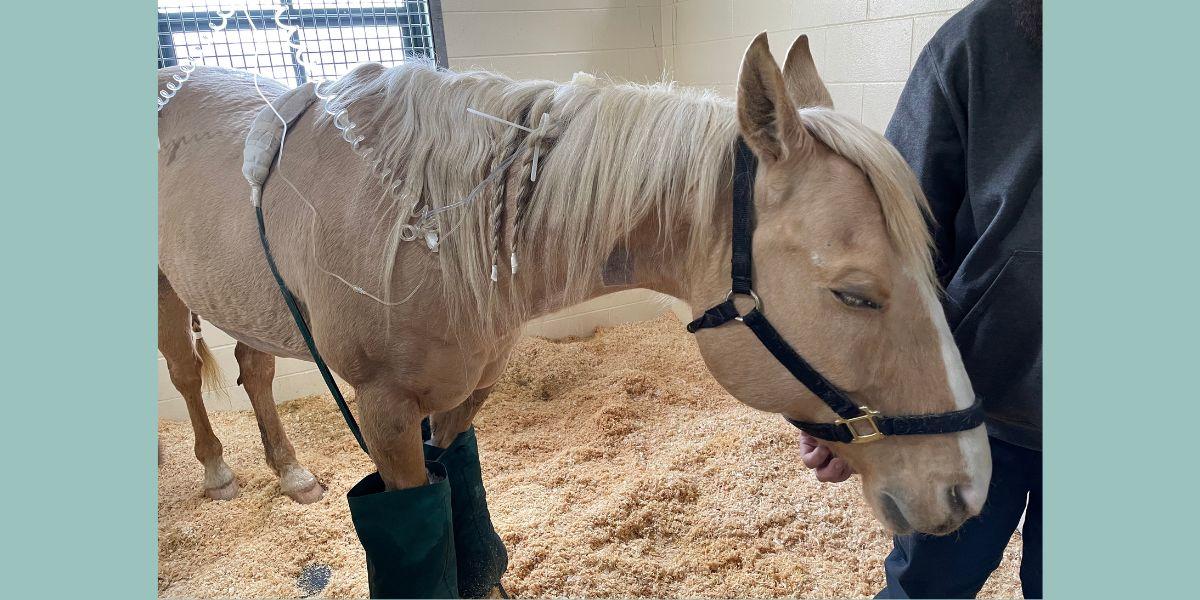 Beau, a 10-year-old quarterhorse, receives treatment at the Piper Equine Hospital following colic surgery.