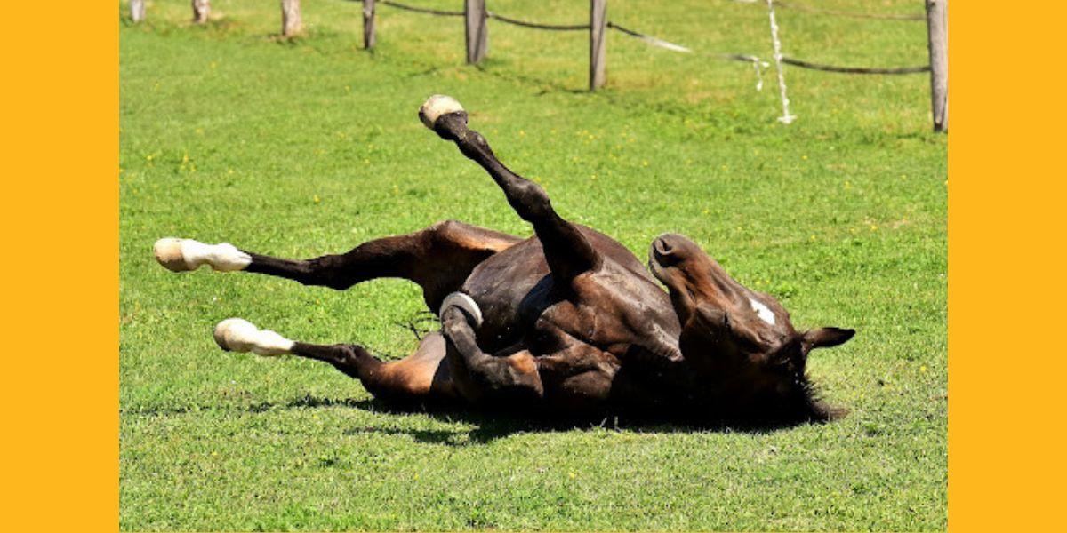 Horse rolls on the ground