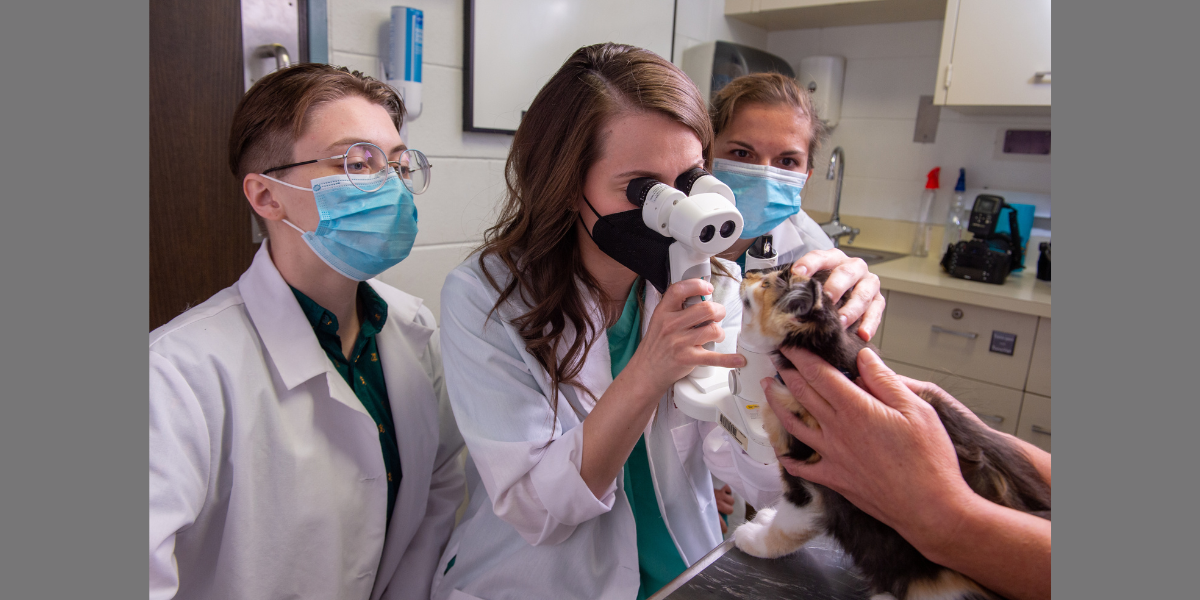 Dr. Jordan Roberts performs an exam on a cat. 