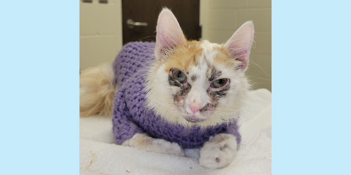 Joey, a young cat diagnosed with a rare skin disease called proliferative and necrotizing otitis externa, sees success after his veterinary dermatologist tried an innovative treatment approach. 