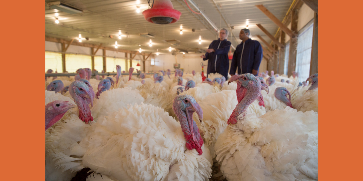 Turkeys congregate in a poultry barn.