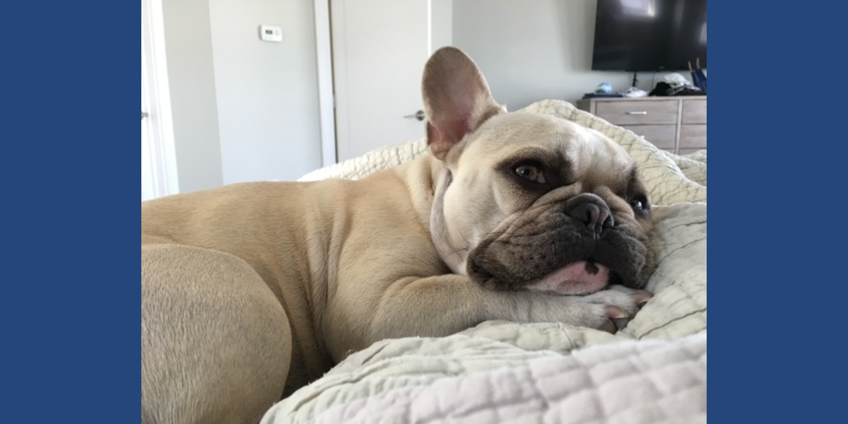 Violet relaxes on a blanket at her home with Rob and Ruby Kinney. 