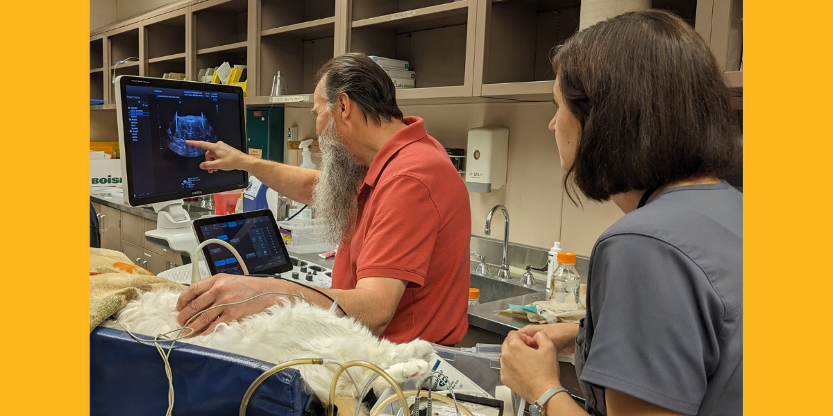 Ultrasound technician Dick Hermes locates a urinary stone inside a cat participating in the burst-wave lithotripsy clinical trial.