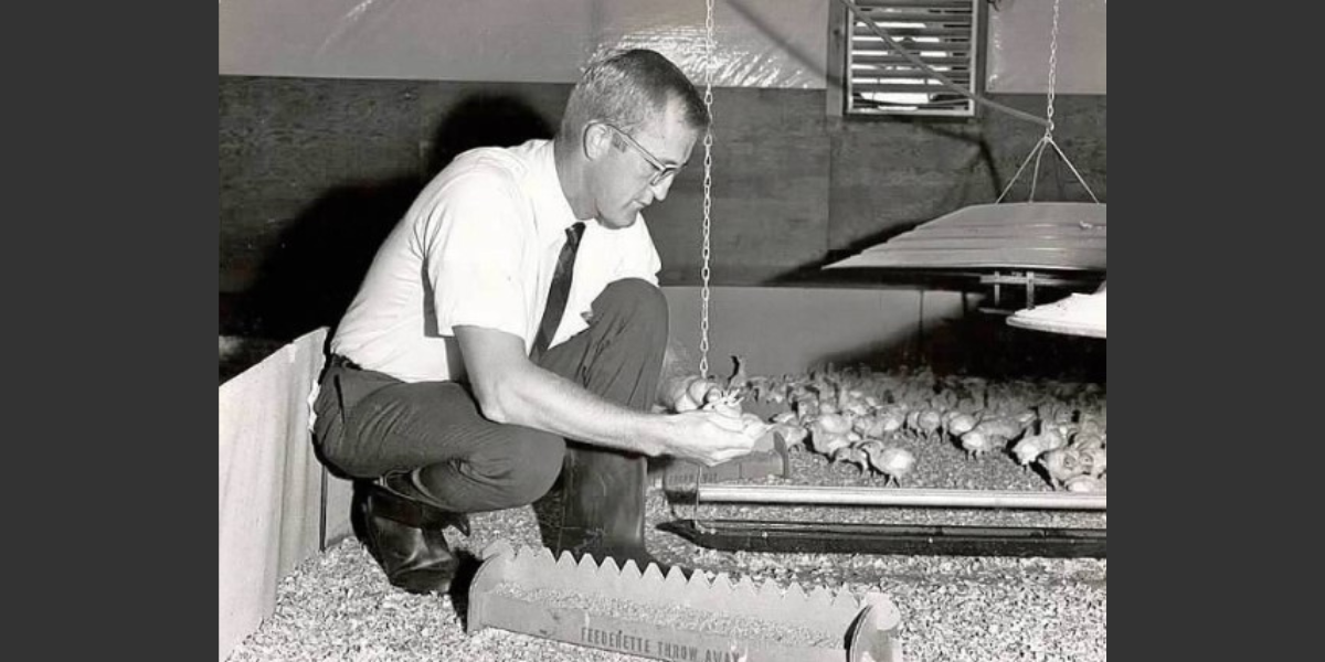 Dr. Peter Poss examines turkey poults.