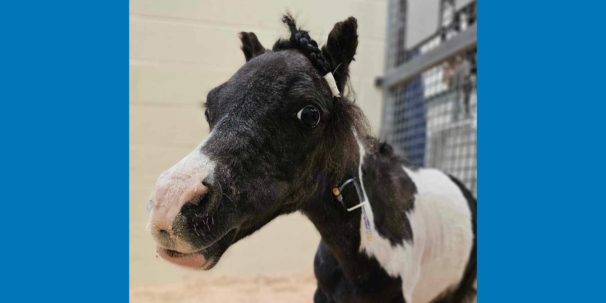 Little Richard the mini horse