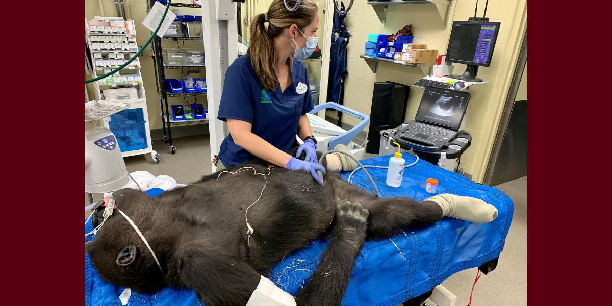 Dr. Betsy Stringer performs an ultrasound scan on a gorilla. 