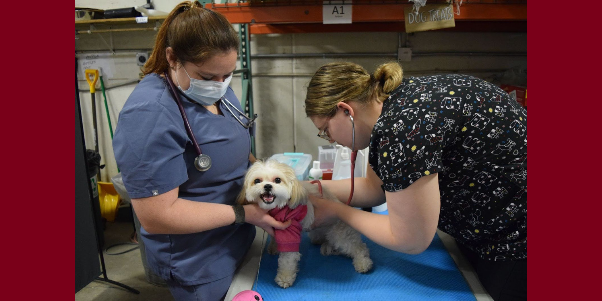 Two vet students examine a dog. 