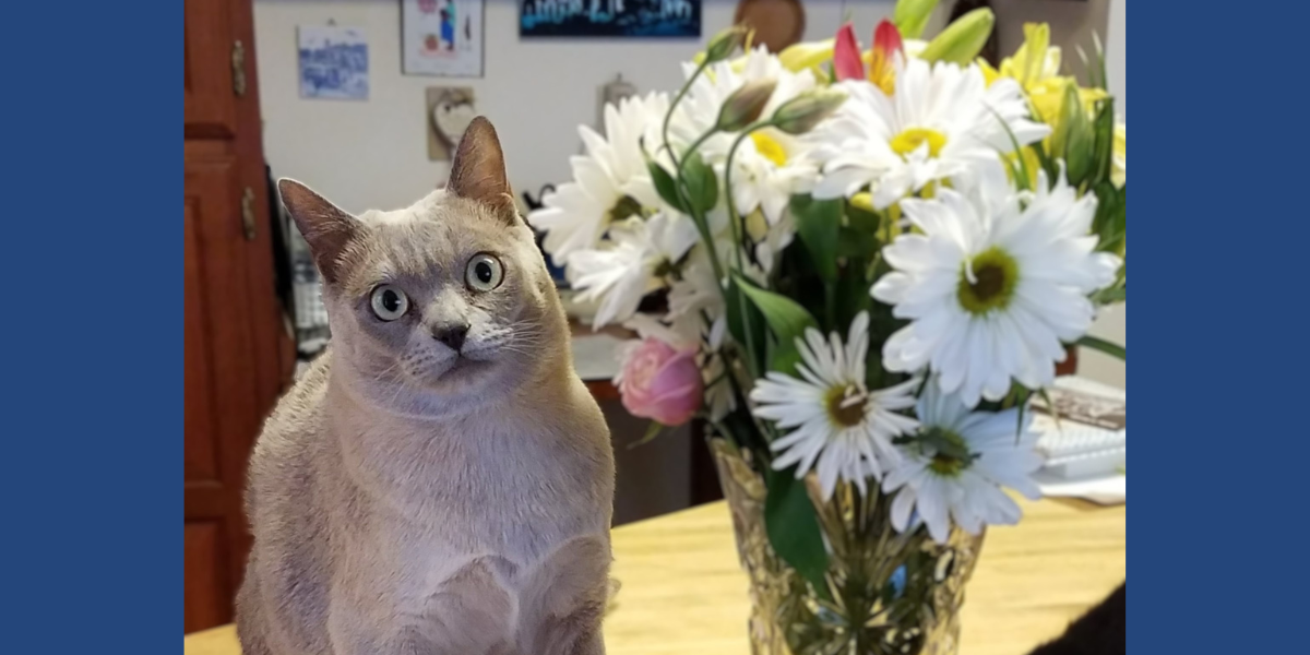 Charlie sits next to a bouquet of flowers.