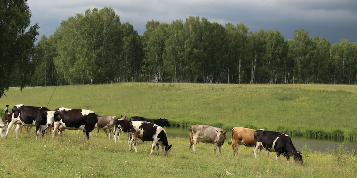 Cows grazing in a field