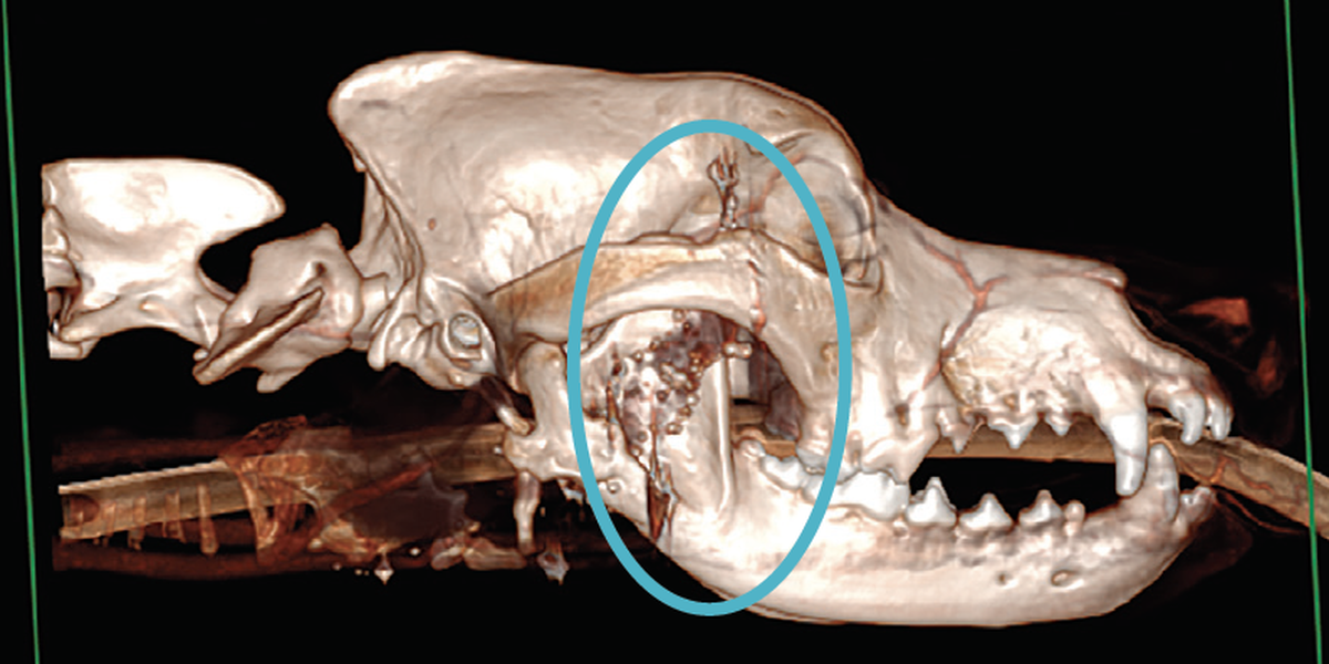 A 3-D scan of Lilith's skull, which helped reveal the extent of her injury. The injury is circled. 
