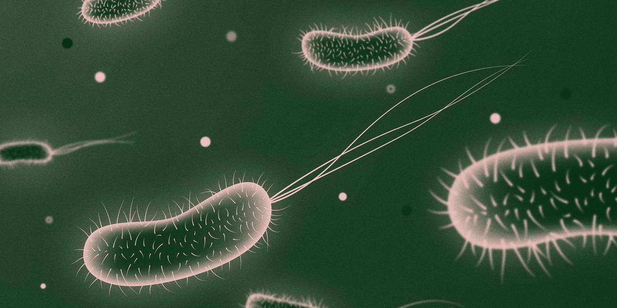 E. coli illustration