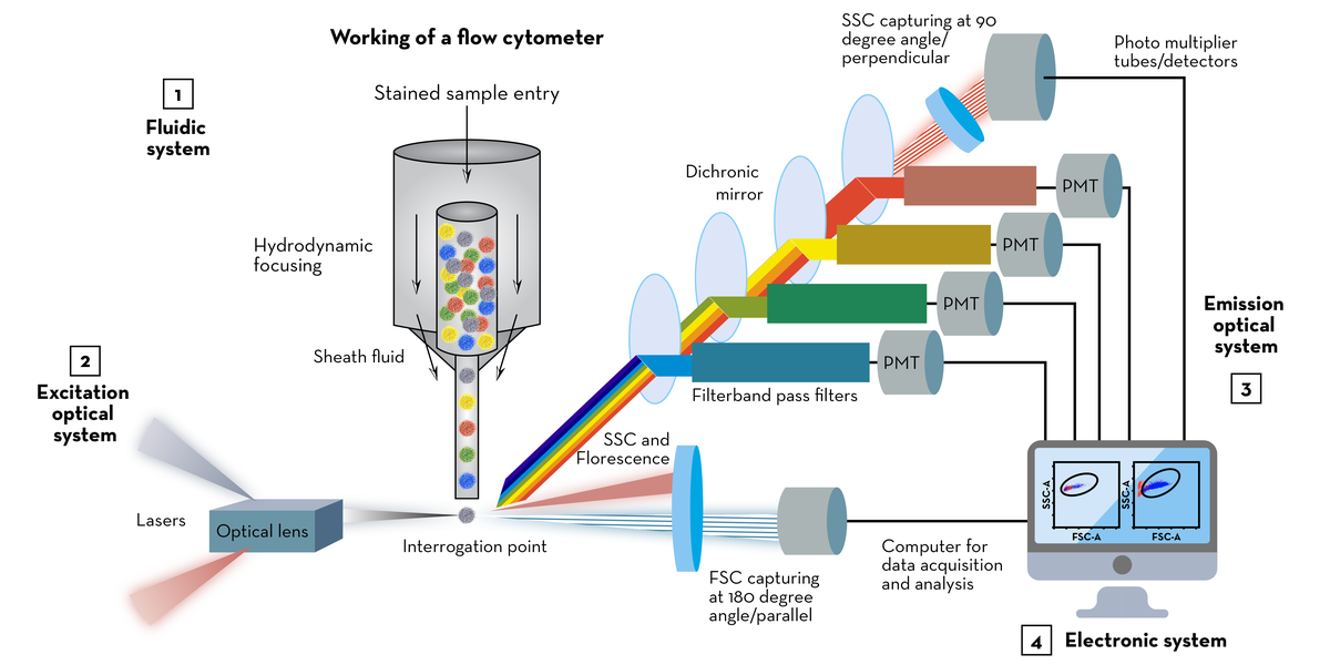 The workings of a flow cytometer