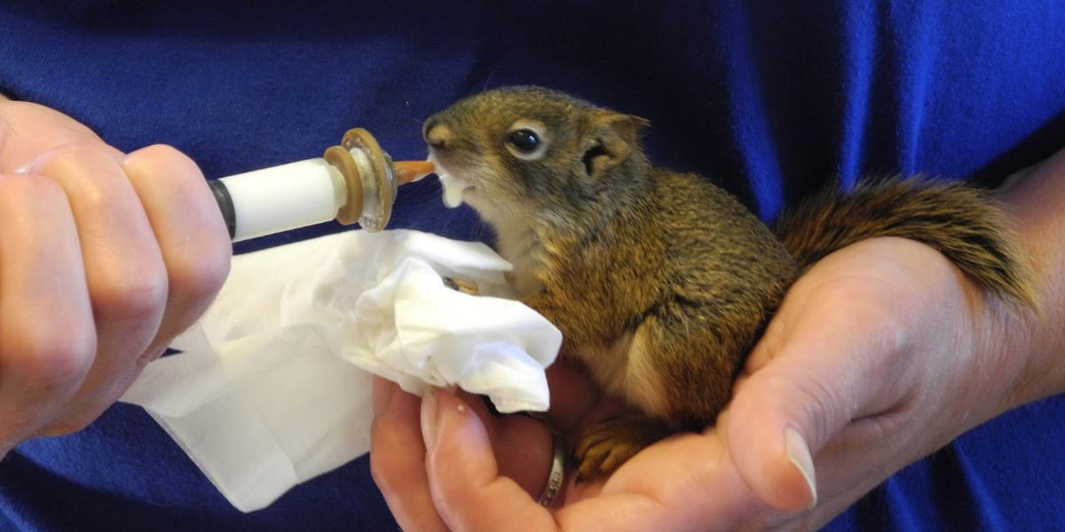 Wildlife rehabber feeds a squirrel