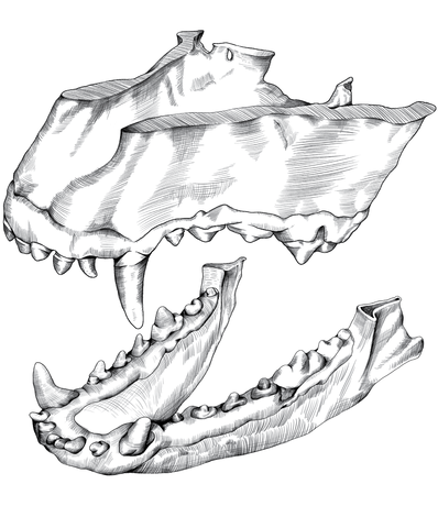 Illustration of healthy canine teeth and jaw