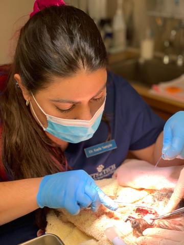 Sample performing dental services on a dog patient