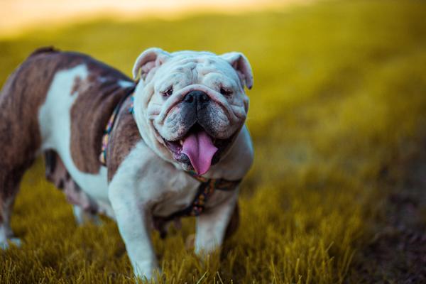 A brown and white bulldog looks at the camera with its tongue out. It stands in a green field. 