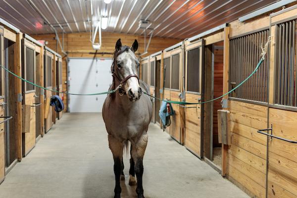 Flit, a sandy blond American Quarter Horse with a white strip down her nose, stands in the isle of a barn. 