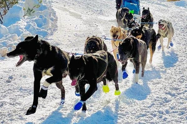 Sled dogs race in the snow