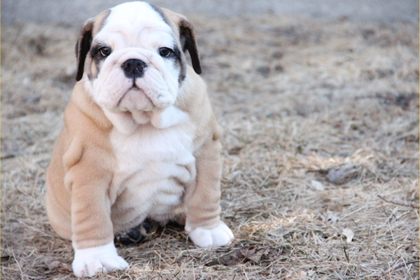 8-week-old bulldog b=puppy
