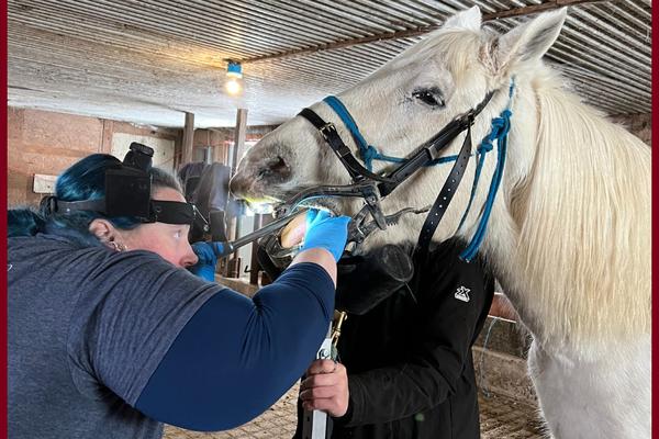 Dr. Melanie Jackson performs an exam on a horse