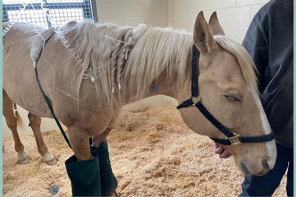 Beau, a 10-year-old quarterhorse, receives treatment at the Piper Equine Hospital following colic surgery.