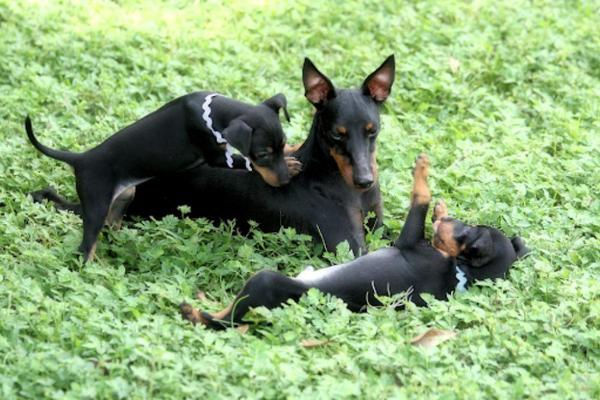 Three Manchester terriers play in grass