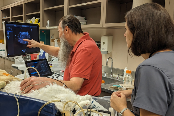 Ultrasound technician Dick Hermes locates a urinary stone inside a cat participating in the burst-wave lithotripsy clinical trial.