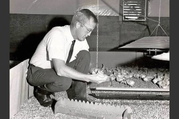 Dr. Peter Poss examines turkey poults.