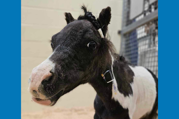 Little Richard the mini horse