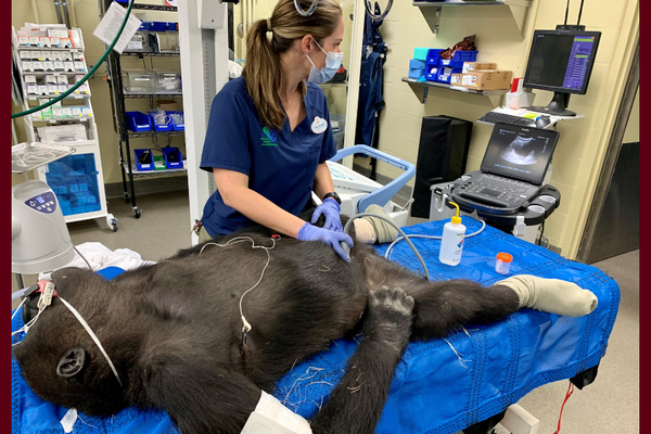 Dr. Betsy Stringer performs an ultrasound scan on a gorilla. 