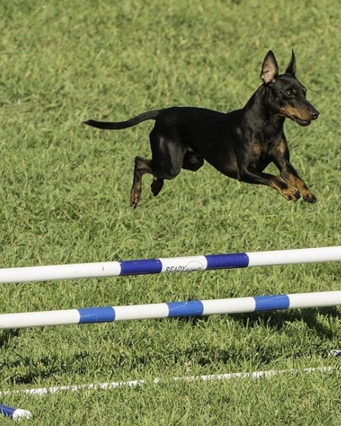 Jackson the Toy Manchester Terrier