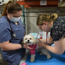 Two VeTouch students exam a dog.