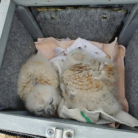 Baby great horned owls 