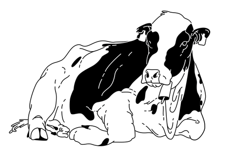 Cow laying down