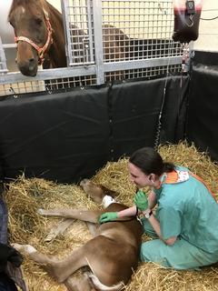 Foal and mom in the NICU
