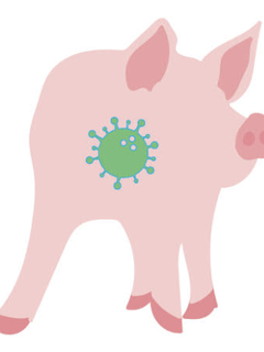 Illustrated pig with PRRS virus represented by a green virus