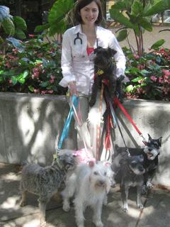 Dr. Furrow with some miniature schnauzers she treated in a clinical study on ureter stones.